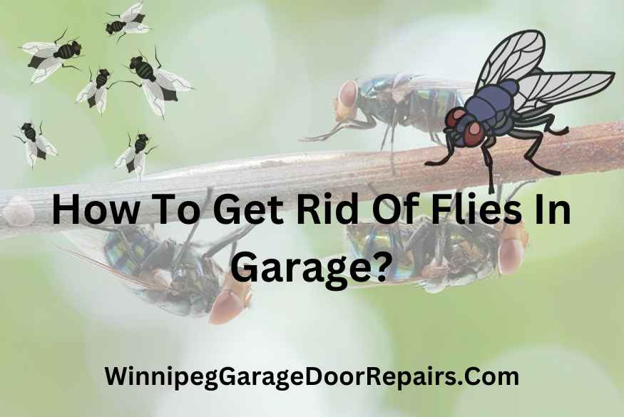How To Get Rid Of Flies In Garage